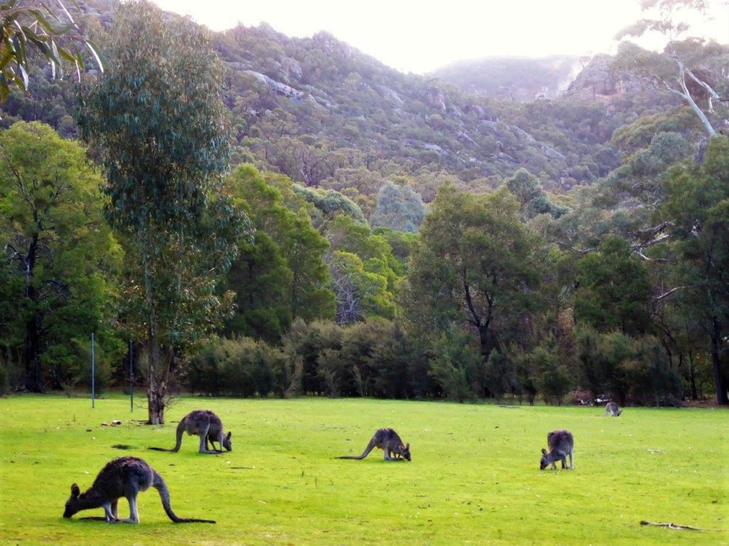 kangaroos in the wild near Melbourne