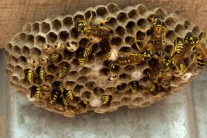 Bee Nest Removal Permit